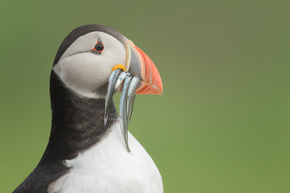 Atlantic Puffin with Sand eels against a fresh green background. Farne Islands, Northumberland.