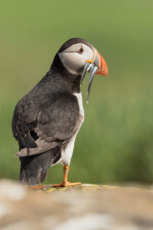 Full body portrait of an Atlantic Puffin with a beak full of Sand eels against a fresh green background. Farne Islands, Northumberland.
