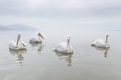 Four adult dalmatian pelicans float on the still waters of Lake Kerkini under a moody sky with the mountains on the Bulgarian as a backdrop.