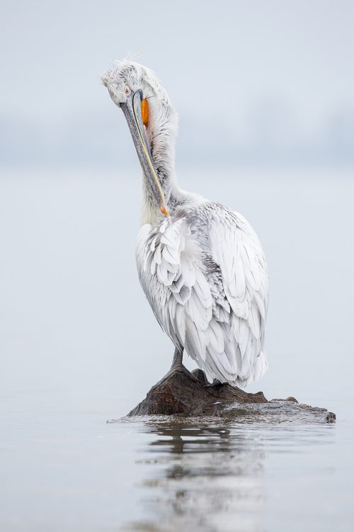 Preening Pelican. Dalmatian pelican preening on a rock at the edge of an artificial island, created specifically to help increase breeding success and reduce disturbance. Lake Kerkini, Northern Greece.