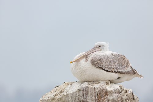 Juvenile Dalmatian Pelican resting on a rock at the edge of an artificial island, created specifically to help increase breeding success and reduce disturbance. Lake Kerkini, Northern Greece.