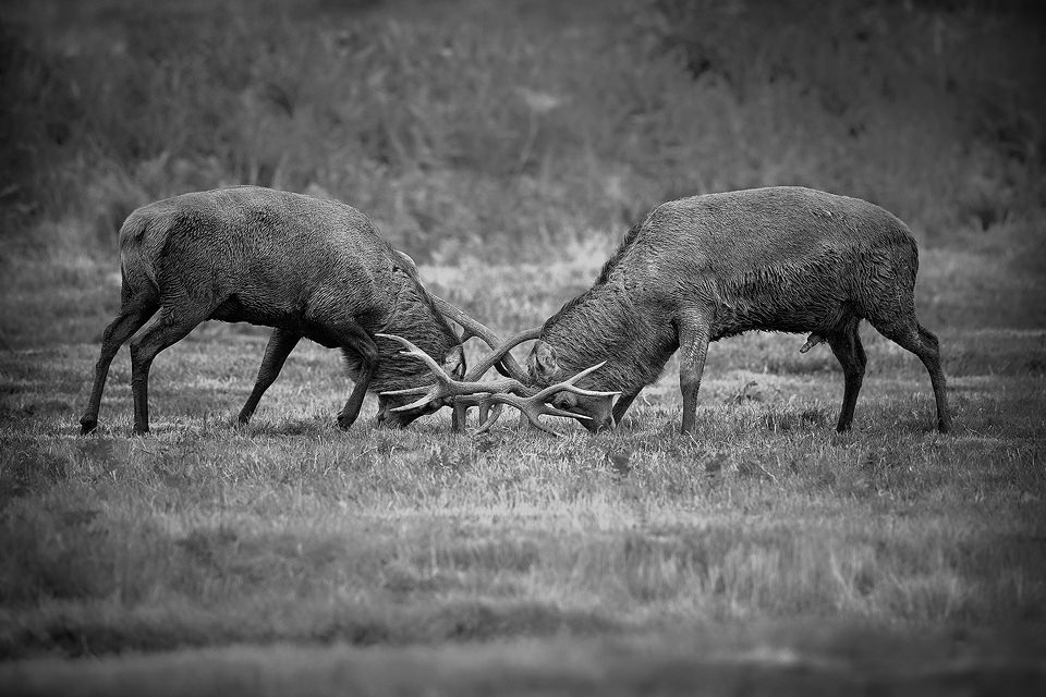 Rutting Red Deer. Red Deer stags locked in combat for control of a group of hinds. Although my preference is to photograph my local population of wild deer in the Peak District National Park, I do occasionally visit the deer parks for images that are too dangerous or difficult to attempt in the wild. One of the issues with photographing wild red deer rutting is that their heads are often obscured by long vegetation not a problem in the much more manicured deer parks.