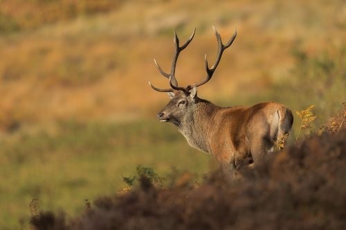Peak District Red Deer. Red deer stag in moorland habitat during the annual rut. Derbyshire, Peak District National Park.