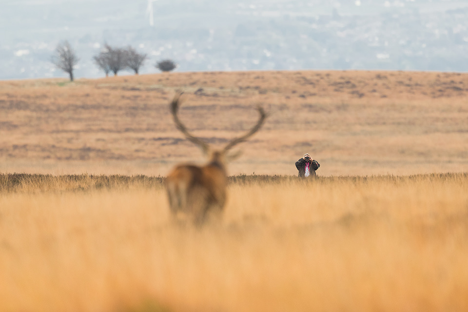 Watching Red Deer. Walker looking through binoculars at one of the dominant stags on the moorlands of the Derbyshire, Peak District National Park. Rather than focusing on the stag itself I chose to focus on the walker in the distance, using enough depth of field to ensure the shape of the stag was still recognisable.