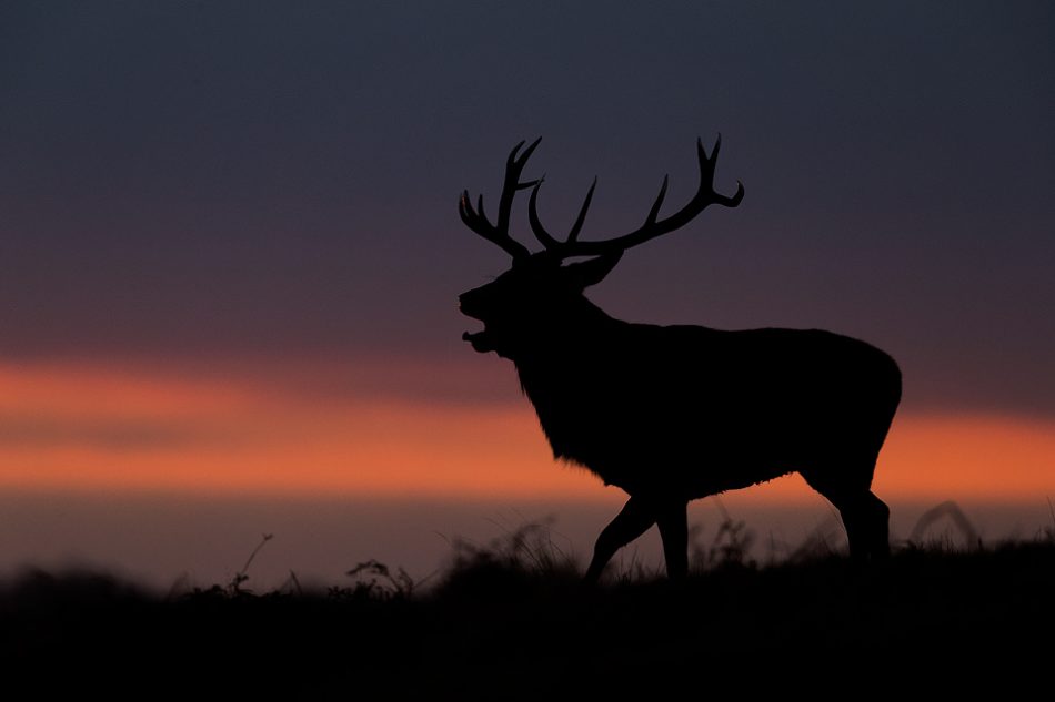 Stag Silhouette against a dramatic sunset. Silhouettes are often tricky to get right, but stags are by far one of the easiest with their immediately recognisable antlers! Here I underexposed by 2 stops and stopped down to f/8 to ensure the bracken along the horizon was nice and sharp.