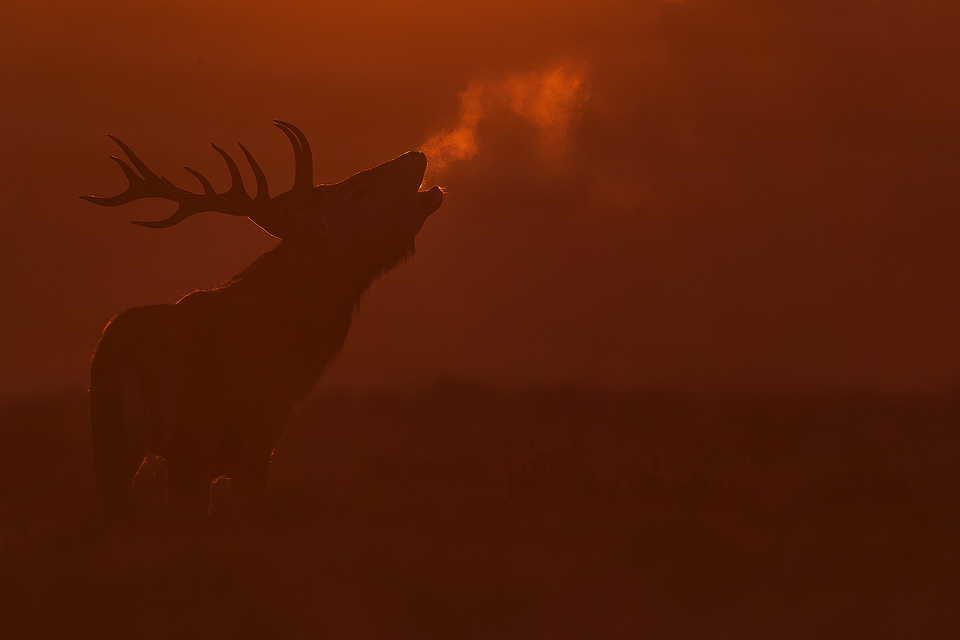 Red Dawn Stag. Red deer stag bellowing into the crisp dawn air, backlit by the rising sun. I had hoped for much more cold mornings like this one during the rut, but sadly it was extremely warm this year, a trend that looks set to continue! Derbyshire, Peak District National Park.