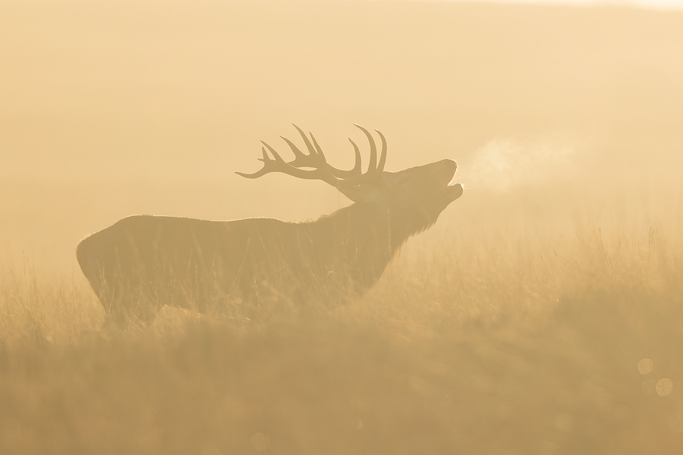 Backlit Stag. Red deer stag bellowing into the crisp dawn air. I had hoped for much more frosty mornings like this one during the rut, but sadly it was extremely warm this year, a trend that looks set to continue! Derbyshire, Peak District National Park.