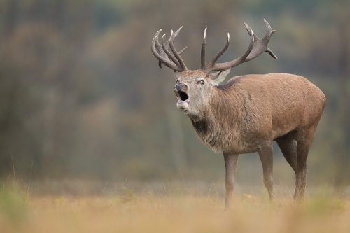 Dominant Stag. Huge red deer stag exerting his dominance over his hinds and warning a nearby male to keep his distance. Although the rut has now passed, it's still a great time to get out and photograph our red deer with their photogenic winter coats and impressive antlers.