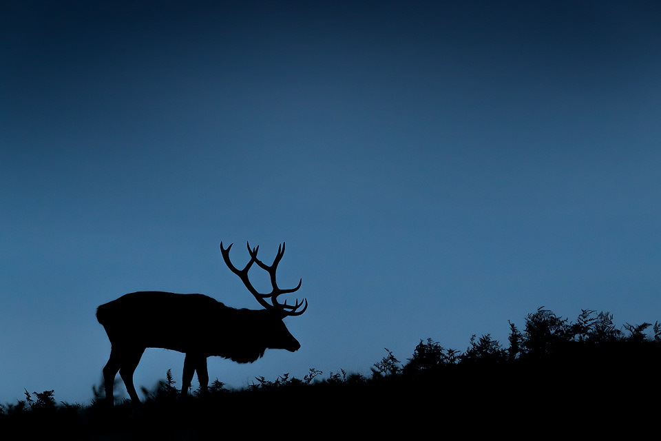 Dusk Silhouette Stag. Silhouettes are often tricky to get right, but stags are by far one of the easiest with their immediately recognisable antlers! Here I underexposed by 2 stops and stopped down to f/8 to ensure the bracken along the horizon was nice and sharp.