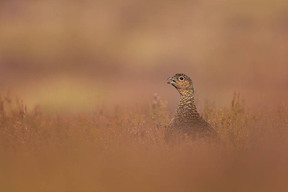 Portrait of a young red grouse. Photographed in late August against the russet browns and faint purple of the heather. Derbyshire, Peak District National Park. Due to the summer heatwave that happened this year, the flowering period was extremely brief and lacked the usual intensity. Despite this I still managed a couple of very productive session with the grouse while there was still some colour in the heather.