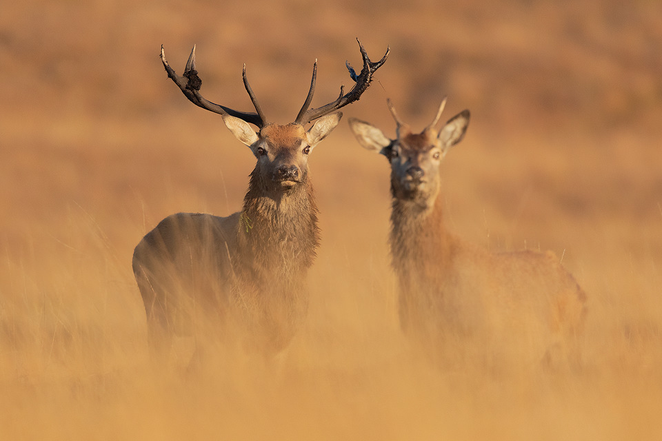Muddy Stag. Young stag covered in dark peat after rolling in a bog to try and make himself appear more impressive. Derbyshire, Peak District National Park.