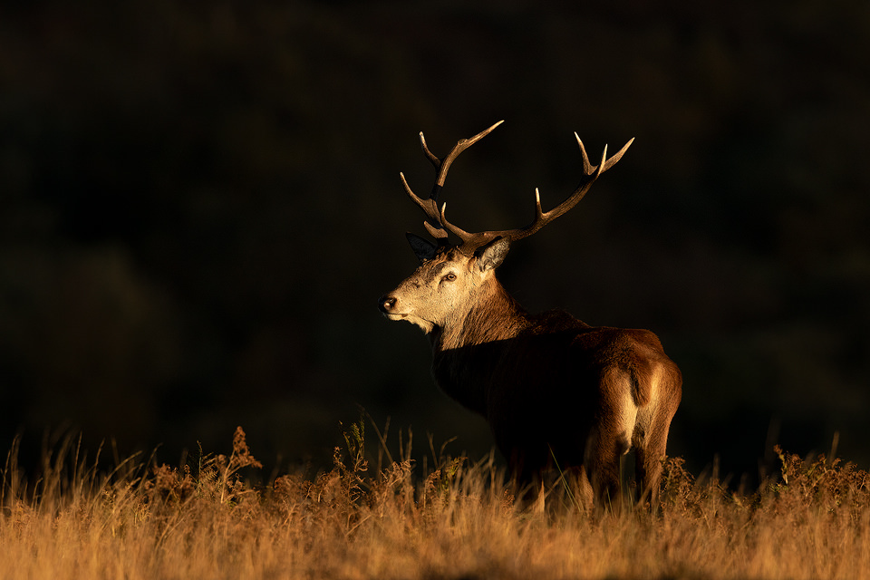 Stag sidelit by warm rays of evening sunshine. With the valley behind already in shade I was able to black out the background with the light creating strong contrasting shapes on the body of the stag. Derbyshire, Peak District National Park.