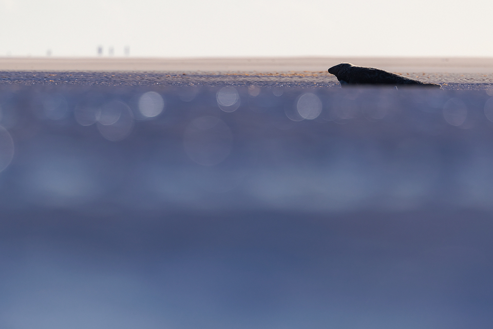 Abstract Seal. The day before my seal workshops began I headed down to the beach at dawn to work on my personal portfolio. Whilst I was photographing the colony in the sea, I turned and noticed this lone seal across a channel of water. The low winter sun glistened off the water beautifully causing the bokeh in the foreground but leaving the seal in shadow.