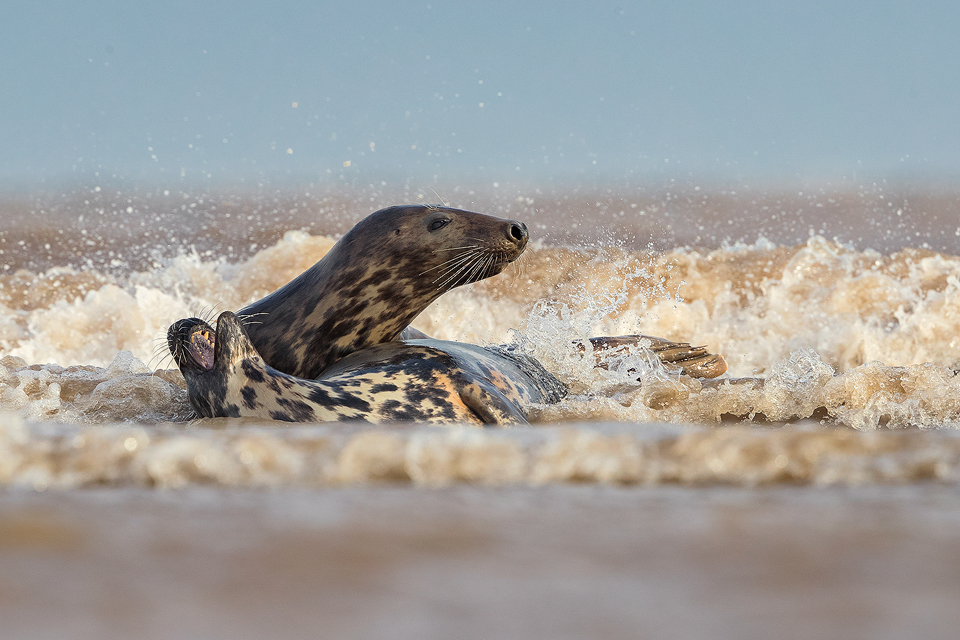 Seal Play Fight. The day before my seal workshops began I headed down to the beach at dawn to work on my personal portfolio. This pair of seals were having a great time play fighting and socialising in the surf.