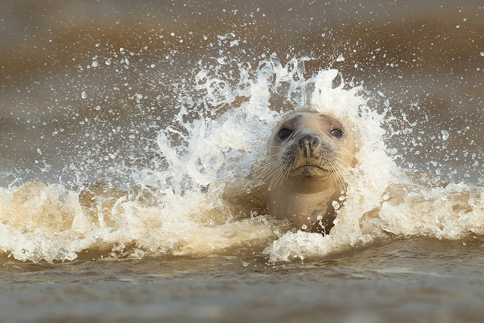 Lincolnshire Seal in the Surf. Image taken during my 2018 seal photography workshops. This image was taken as we watched the seals playing and socialising in the surf. Images like this are all about timing and here I was lucky to catch the wave cresting over the seals head, making the spray look like hair!