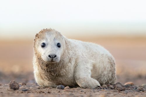 A fluffy white seal pup taken during one of my grey seal workshops. By approaching very slowly and carefully we were able to get close without causing disturbance. Seals are typically very inquisitive creatures and this pup came closer to give us a good look!