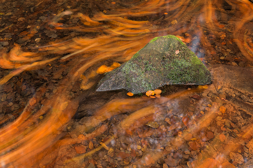A hidden pool covered with vibrant swirling beech leaves, Beeley Brook, Peak District National Park. Here I used a long exposure to show the autumn leaves as they flowed around this mossy rock. About Beeley Brook: Beeley Brook runs through the Hell Bank plantation in the Derbyshire Peak District. Rarely visited, the waterfalls are hard to access down the steep sided banks. During Autumn the plantation really comes alive with an explosion of colour and I spent some time photographing the many impressive waterfalls along the whole length of the brook.
