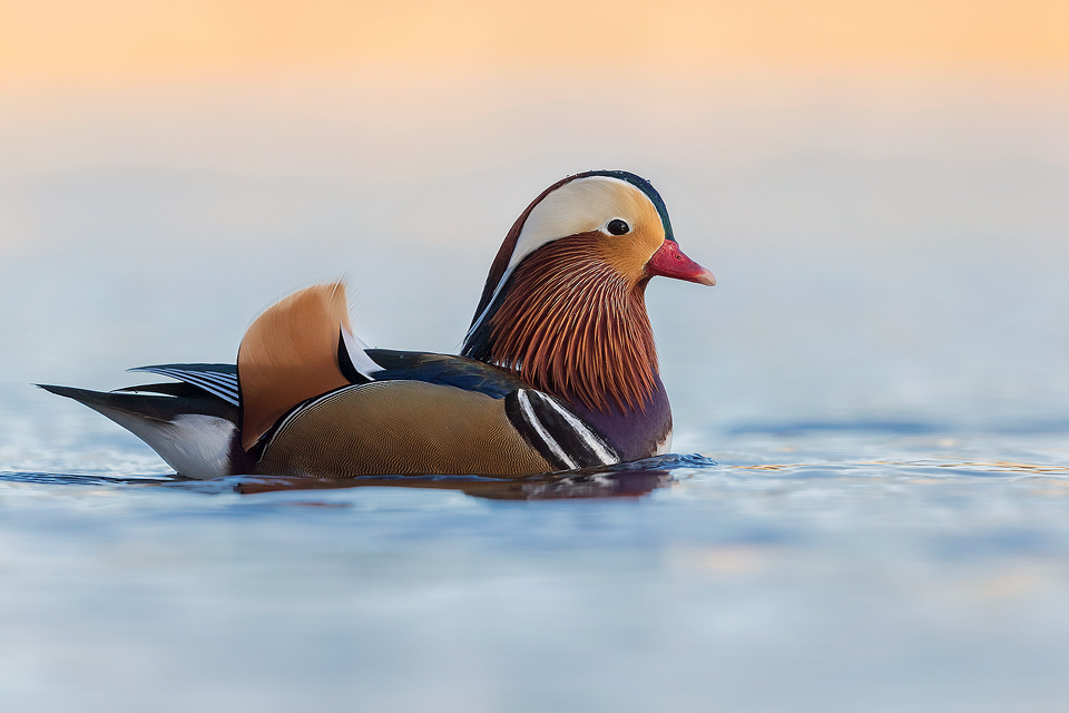 Mandarin Duck. Colourful mandarin drake on a sheltered Peak District pond. These stunning birds return here every winter in good numbers and nest in the surrounding woodland. Despite being non native mandarins have adapted well to life in the UK and now have a large breeding population.