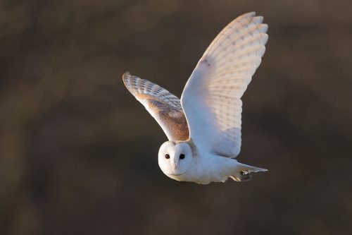 Barn Owl hunting in some late afternoon winter sunshine. Whilst barn owls are primarily nocturnal for much of the year, during the winter months they are sometimes forced to hunt during daylight hours due to vole activity dropping in the sub-zero night time temperatures.