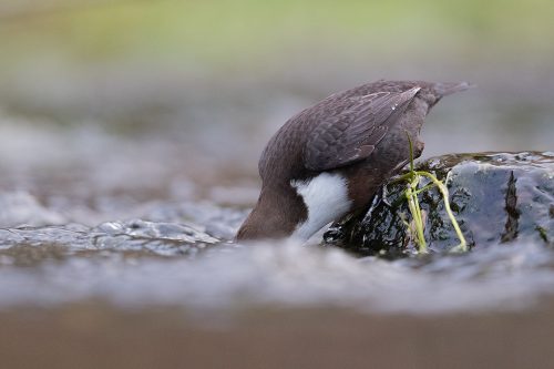 Dipping Dipper. I followed the daily life of this particular dipper for several weeks until he got used to my presence. It's always such a pleasure to earn the trust of a wild animal and allows the opportunity for images that wouldn't be possible with a brief visit. 