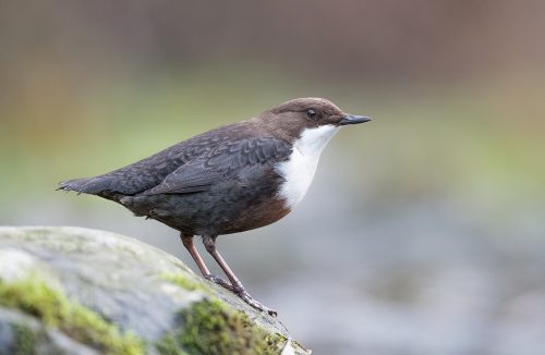Dipper Close up detailed portrait. I followed the daily life of this particular dipper for several weeks until he got used to my presence. It's always such a pleasure to earn the trust of a wild animal and allows the opportunity for images that wouldn't be possible with a brief visit. 