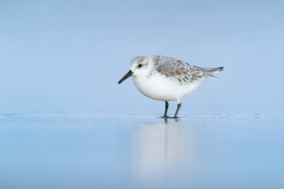 Sanderling at dawn taken during a recent trip to the Lincolnshire coast. After a treacherous walk across the salt marshes in the pitch black, I arrived at the shore well before sunrise and set up to wait for the tide to change. After what felt like an age the sun finally started to rise and a group of sanderlings and dunlins scuttled across the sand in front of me, plucking crustaceans out of the surf . This Sanderling paused briefly, allowing a series of portraits in the blue dawn half light.