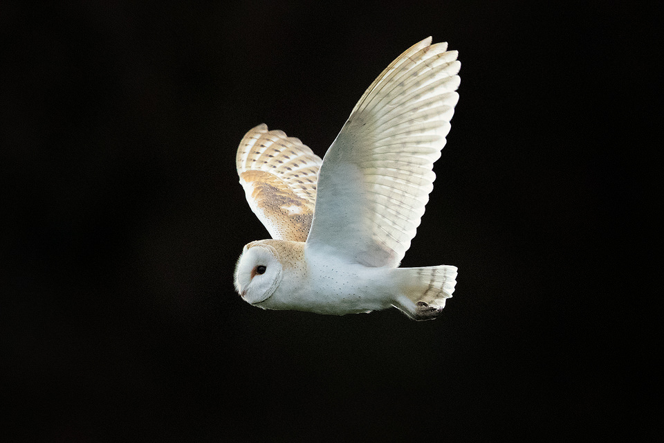 Winter Barn Owl II - Peak District Wildlife Photography