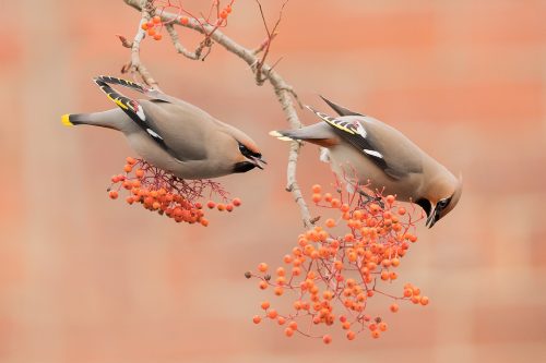 Sheffield Waxwings. Colourful winter visitors to the UK. These stunning birds come to the UK to feast on the berry crop when there is a shortage of food for them at home. This only happens periodically and when large numbers of them appear it's known as an irruption. This pair of Waxwings were enjoying the berry crop on a busy urban street in my home city of Sheffield. It was a real pleasure to be able to see these stunning birds so close to home, next to the busy Ecclesall road in my home city of Sheffield. Although they had been around for a couple of weeks I waited until the tree tops were bare so that I could photograph them against the colours of the brickwork on the lower branches.