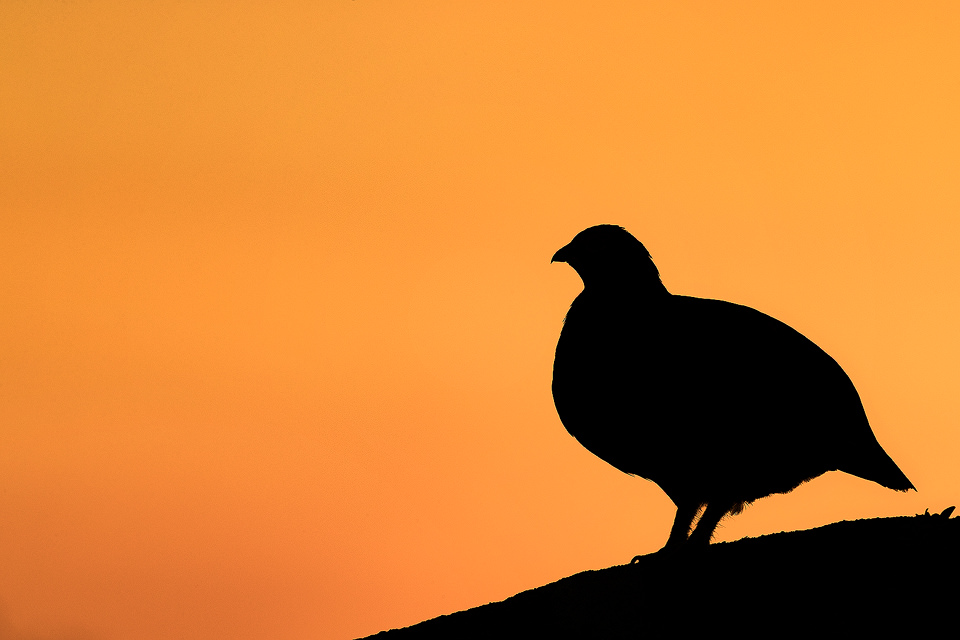 Red Grouse Silhouette, Derbyshire, Peak District National Park. Silhouette of a red grouse against a vibrant sunset sky. This was one of the trickiest images to achieve during my project, as the grouse always seemed to choose either a distracting perch or they would tuck themselves right down into the vegetation when the light was just right. I eventually got a break when Famous chose this nice clear rock as a calling post at the end of a beautiful afternoon. This image was taken during my long term red grouse project where I spent several months photographing red grouse as they warmed up to the breeding season. Grouse are often very flighty and nervous, but after  spending so much time with the same birds some of the grouse got so used to my presence they ignored me and got on with their day allowing me to capture much more natural behaviour.