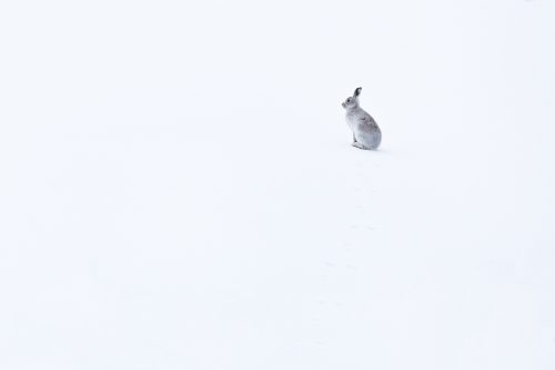 Mountain hare in snow. Mountain hare on fresh white snow, If you look closely you can see the tracks leading up from the bottom of the frame as it scampered up the slope.  Derbsyhire Peak District National Park. 