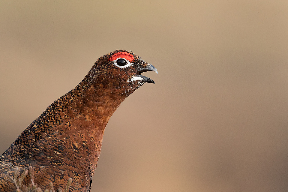 Red Grouse Call. Close up of a stunning male red grouse calling out to the moors, Derbyshire, Peak District National Park. This particular bird has a real personality and is such a poser that I decided to nickname him Famous. This image was taken during my long term red grouse project where I spent several months photographing red grouse as they warmed up to the breeding season. Grouse are often very flighty and nervous, but after  spending so much time with the same birds some of the grouse got so used to my presence they ignored me and got on with their day allowing me to capture much more natural behaviour and a range of unusual images.