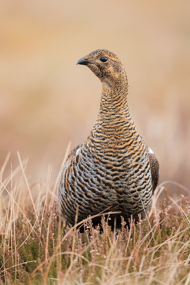 Gray Hen (female black grouse) portrait taken at the Lek, Cairngorms National Park. The lek is one of the most incredible wildlife experiences I have ever witnessed, the sounds through the dark are out of this world!