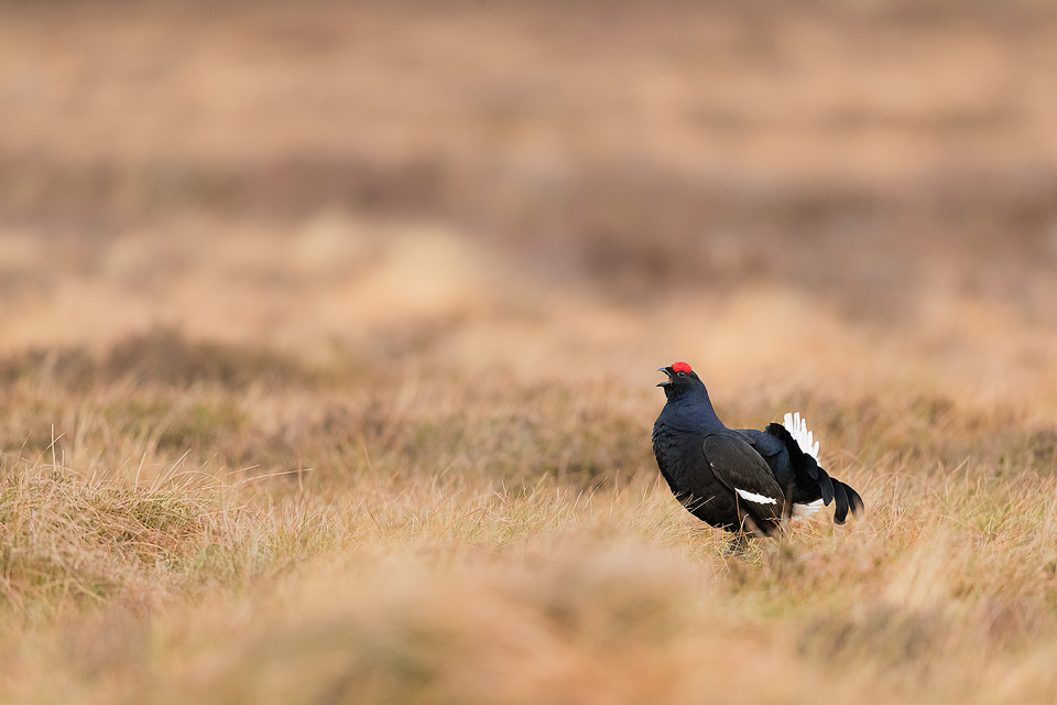 Black Grouse Habitat. Stunning black grouse calling out into the early morning gloom. Lek site, Cairngorms National Park. Here IO decided to show the grouse small in the frame showing some habitat. The lek is one of the most incredible wildlife experiences I have ever witnessed, the sounds through the dark are out of this world!
