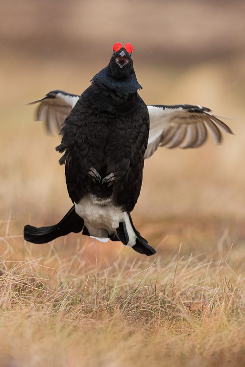 Displaying Black Grouse at the Lek, Cairngorms National Park. These little flutter jumps are a major part of the action at the lek and a behaviour I was eager to capture. The lek is one of the most incredible wildlife experiences I have ever witnessed, the sounds through the dark are out of this world!