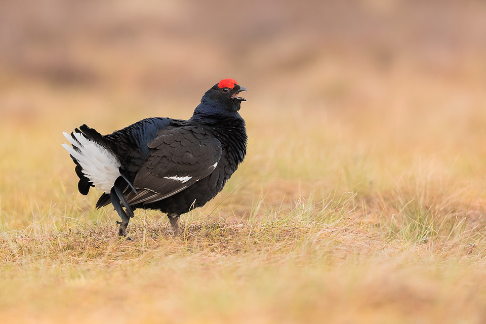 Calling Black Grouse at the Lek, Cairngorms National Park. The lek is one of the most incredible wildlife experiences I have ever witnessed, the sounds through the dark are out of this world!