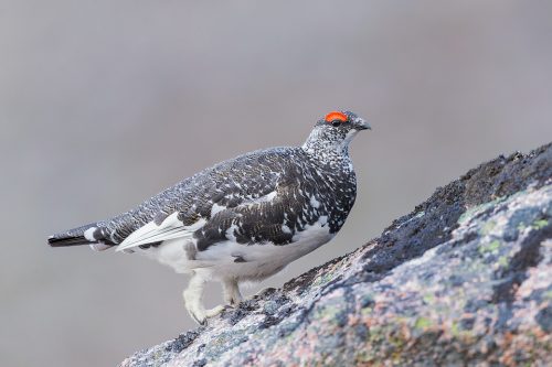 Rock Ptarmigan, Cairngorm Mountain, Cairngorms. Alongside black grouse, ptarmigan were one of my main targets during my time in Scotland. Another member of the grouse family, many people choose not to photograph ptarmigan during the Spring, but I think they look fantastic in their patchwork plumage!  As I hadn't tried to photograph them before, I wasn't entirely sure where to go. But after some research on typical habitat, I began the two hour hike into the mountains to begin my search. After a fruitless couple of hours, I eventually heard the distinctive croaking calls high up on the mountain side. Ptarmigan are amazingly well camouflaged in their habitat, so although I could hear them I couldn't see any birds at all! All I could do was sit and wait for one to show itself, and show they did!  In flight the white wings stand out like a sore thumb against the dusty red rock and I carefully manoeuvred through the boulder field towards where it had landed. Although initially they were very wary of me, I was amazed at how confiding they were when approached with proper fieldcraft and I was able to get within a couple of metres of several individuals. This striking male was very feisty, displaying and chasing off any competitors hoping for a chance with his lady, hidden away in the rocks.