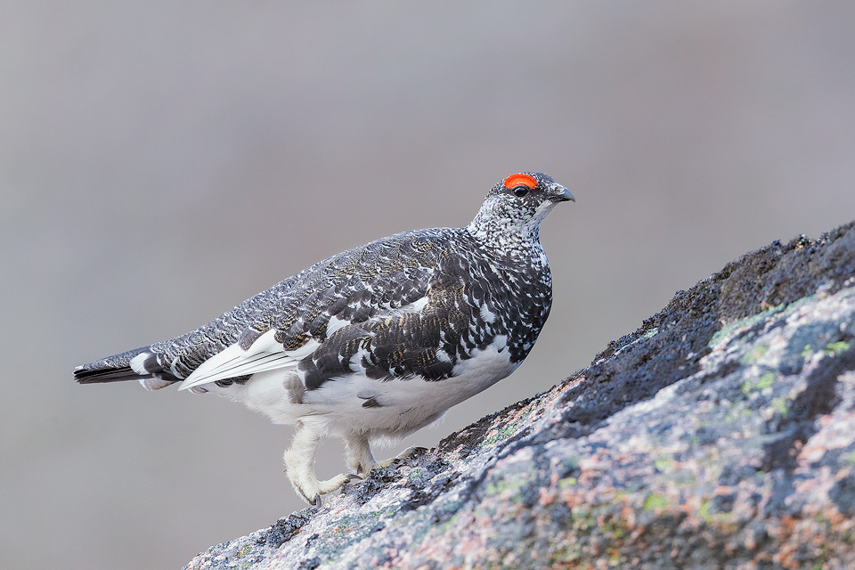 Rock Ptarmigan, Cairngorm Mountain, Cairngorms. Alongside black grouse, ptarmigan were one of my main targets during my time in Scotland. Another member of the grouse family, many people choose not to photograph ptarmigan during the Spring, but I think they look fantastic in their patchwork plumage!  As I hadn't tried to photograph them before, I wasn't entirely sure where to go. But after some research on typical habitat, I began the two hour hike into the mountains to begin my search. After a fruitless couple of hours, I eventually heard the distinctive croaking calls high up on the mountain side. Ptarmigan are amazingly well camouflaged in their habitat, so although I could hear them I couldn't see any birds at all! All I could do was sit and wait for one to show itself, and show they did!  In flight the white wings stand out like a sore thumb against the dusty red rock and I carefully manoeuvred through the boulder field towards where it had landed. Although initially they were very wary of me, I was amazed at how confiding they were when approached with proper fieldcraft and I was able to get within a couple of metres of several individuals. This striking male was very feisty, displaying and chasing off any competitors hoping for a chance with his lady, hidden away in the rocks.