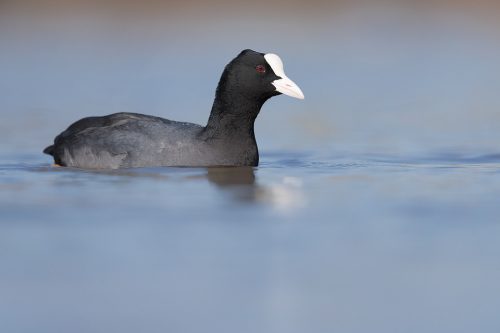 Coot on a small inland lake, Spring UK. Lying at water level for several hours is not the most comfortable activity but well worth it to get right down to eye level with the birds and minimise distractions. 