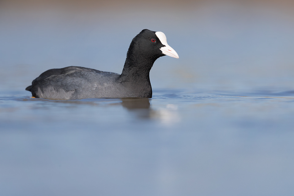 Coot on a small inland lake, Spring UK. Lying at water level for several hours is not the most comfortable activity but well worth it to get right down to eye level with the birds and minimise distractions. 
