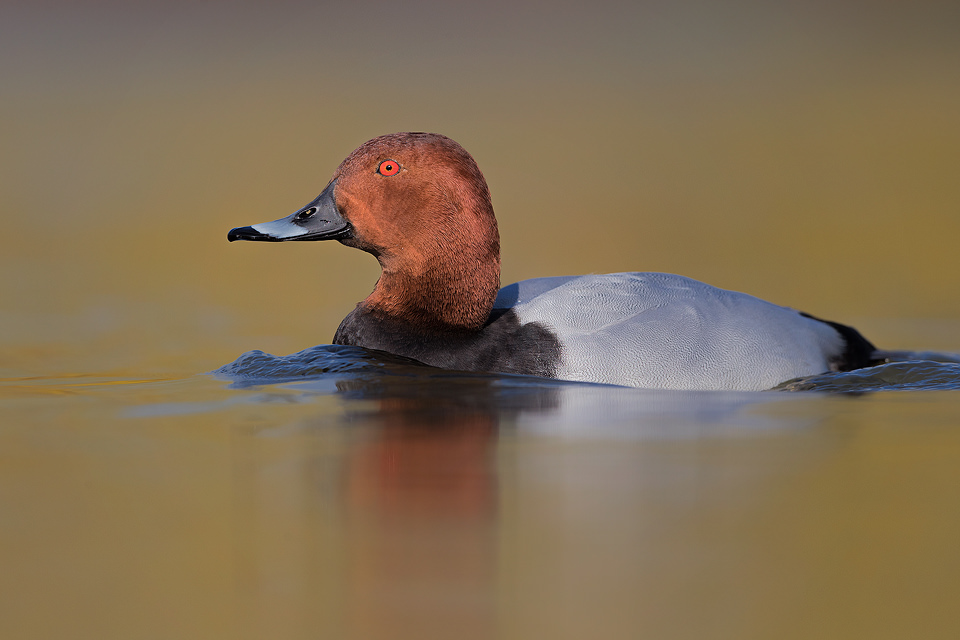 Male Common Pochard on a small inland lake, Winter, Derbyshire UK. Lying at water level for several hours is not the most comfortable activity but well worth it to get right down to eye level with the birds and minimise distractions. 