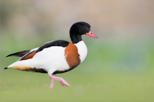 Female Shelduck striding through long grass at the edge of a reservoir, Winter, UK. Lying eye level for several hours is not the most comfortable activity but well worth it to get right down to eye level with the birds and minimise distractions. 