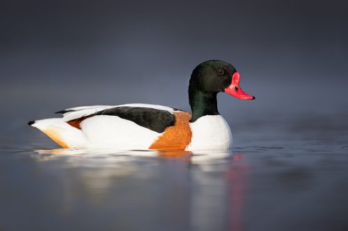 A male Shelduck floating on the gentle current at a small reservoir, Winter, UK. Lying at water level for several hours is not the most comfortable activity but well worth it to get right down to eye level with the birds and minimise distractions. 