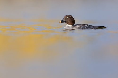 Female Goldeneye on a small inland lake, Winter UK. Lying at water level for several hours is not the most comfortable activity but well worth it to get right down to eye level with the birds and minimise distractions. 