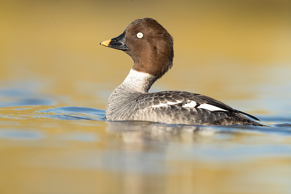 Female Goldeneye displaying on a small inland lake, Winter UK. Lying at water level for several hours is not the most comfortable activity but well worth it to get right down to eye level with the birds and minimise distractions. 