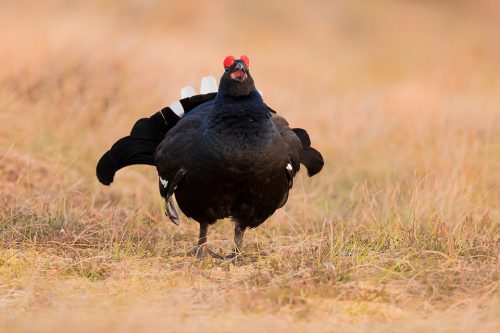 Calling Black Grouse at the Lek, Cairngorms National Park. The lek is one of the most incredible wildlife experiences I have ever witnessed, the sounds through the dark are out of this world!