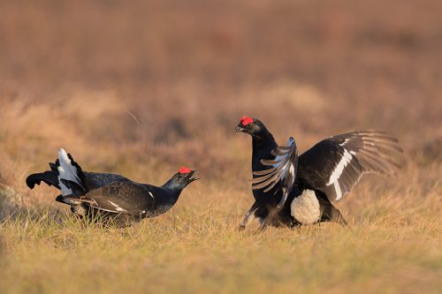 Black Grouse fighting at the Lek, Cairngorms National Park. After a long time displaying to one another, these two males were evenly matched and a brutal fight ensued. The lek is one of the most incredible wildlife experiences I have ever witnessed, the sounds through the dark are out of this world!