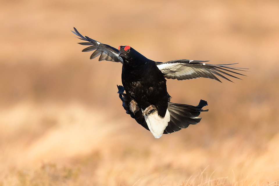 Black Grouse in Flight, returning to the Lek, Cairngorms National Park. Periodically some of the birds will fly off mid-lek giving the impression the action has finished. More often than not though the birds return offering the opportunity for some flight shots. The lek is one of the most incredible wildlife experiences I have ever witnessed, the sounds through the dark are out of this world!