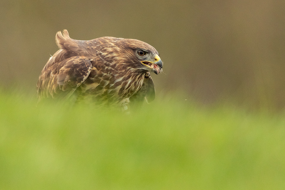 Common buzzard feeding on pheasant carcass. Derbyshire, UK. After an incredibly early start I got to the hide in darkness and settled in the hide ready for the birds to come in. As food is only provided sporadically, ensuring the buzzards don't become dependent, the birds were very much wild and visits were few and far between. Nevertheless it was a great experience watching this distinctive raptor swoop down and tear into the roadkill, unaware of us aside from the strange clicking sound coming from the wooden box!
