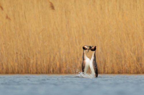 Great Crested Grebe Weed Dance