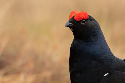 Black Grouse close up and detailed portrait taken at the Lek, Cairngorms National Park. The lek is one of the most incredible wildlife experiences I have ever witnessed, the sounds through the dark are out of this world!